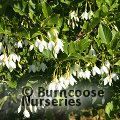 STYRAX japonicus var. jippei-kawamurai 